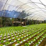 hydroponic-vegetable-farm